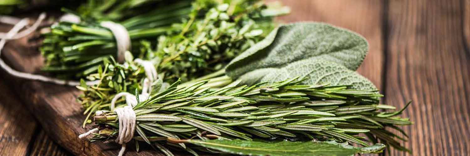 Business Plan Plantes aromatiques