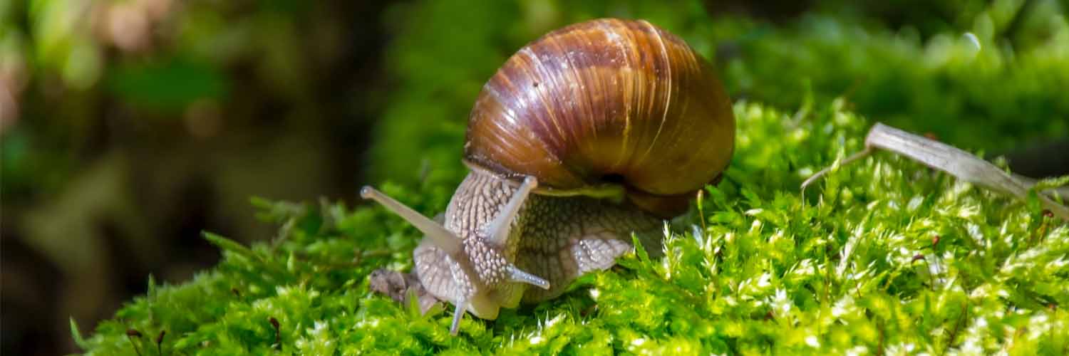 Business Plan Elevage d'Escargots